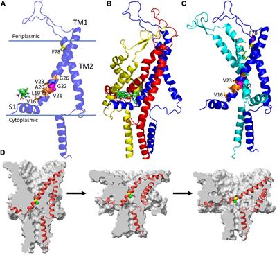 Editorial: In silico gating mechanism studies and modulator discovery for MscL